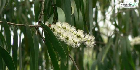 Pohon Kayu Putih (Melaleuca leucandendra): Habitat, Manfaat & Budidaya