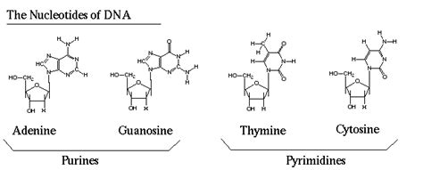 These pictures show a ball and stick model of two DNA nucleotides ...