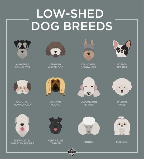 Is a Low-Shed Dog Breed Right for You?