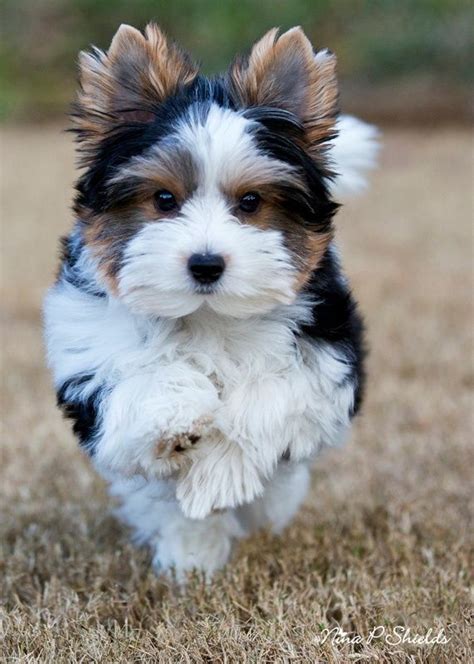 www.betterphoto.c… in 2020 | Biewer yorkie, Yorkie terrier, Terrier puppies