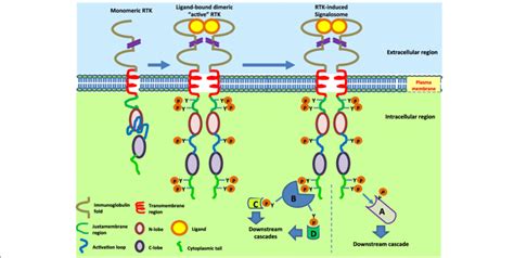 Structure of prototype of receptor tyrosine kinase and mechanism of ...