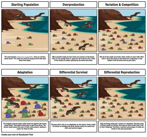 5 Steps of Natural Selection (Example) Storyboard