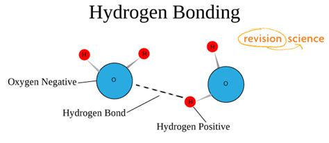 [DIAGRAM] Labeled Diagram Of Hydrogen Bonding - MYDIAGRAM.ONLINE