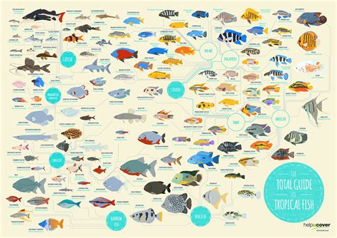 Tropical Fish: List of Species [Infographic]