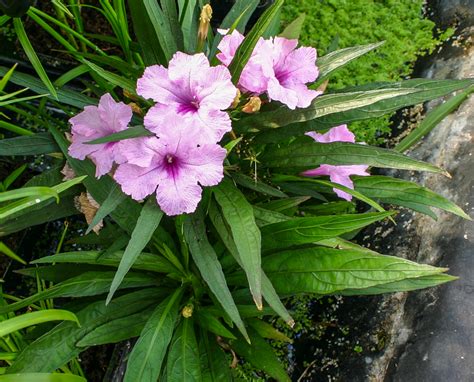 Ruellia brittoniana 'Pink Katie' — Florida Aquatic Nurseries