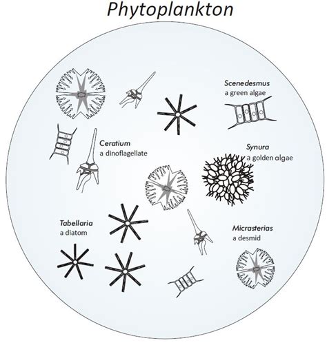 Phyto- and zooplankton | VIRTUE