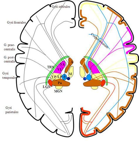 Caudate Nucleus And Thalamus