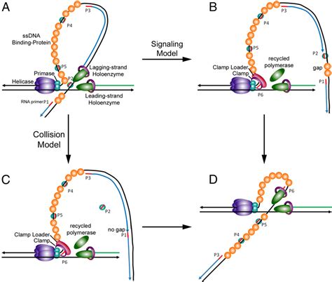 [PDF] RNA primer–primase complexes serve as the signal for polymerase ...