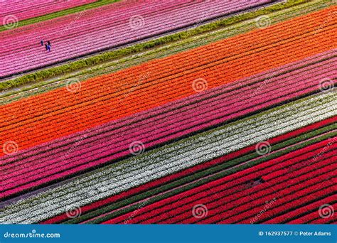 Aerial View of the Tulip Fields in North Holland Stock Image - Image of ...