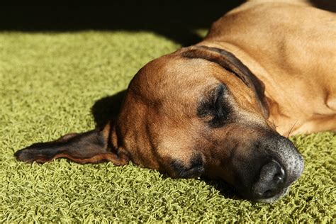 How To Effectively Deal With Rhodesian Ridgeback Behaviour Problems ...