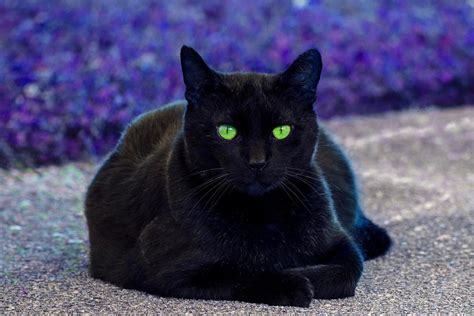 Robert Funk - Black Cat. Green Eyes | Widewalls