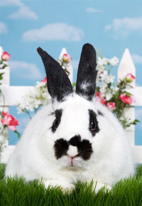 Black and White Rabbit Breeds Make The Best Pet Bunnies!