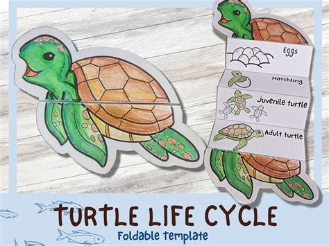 Sea Turtle Life Cycle Worksheet