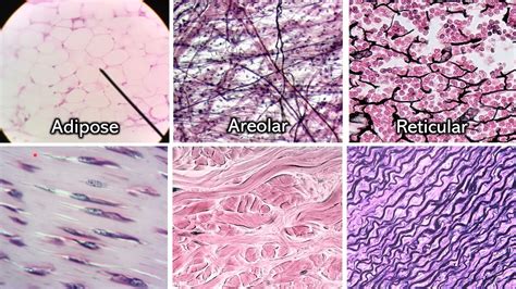 Identifying Connective Tissue | Review and Practice - YouTube