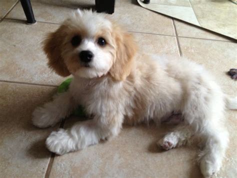 cavachon grooming - Google Search | Cavachon puppies, Dog grooming tips ...