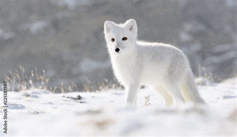 Arctic Fox Cubs