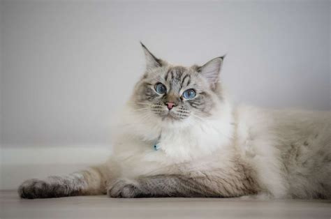 The Rare Ragdoll Seal Lynx, Its Coat Patterns & Colors