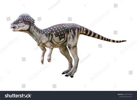 Pachycephalosaurus Herbivore Genus Pachycephalosaurid Dinosaurs Has ...