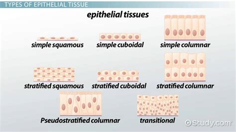 Types of Epithelial Tissue Diseases - Lesson | Study.com