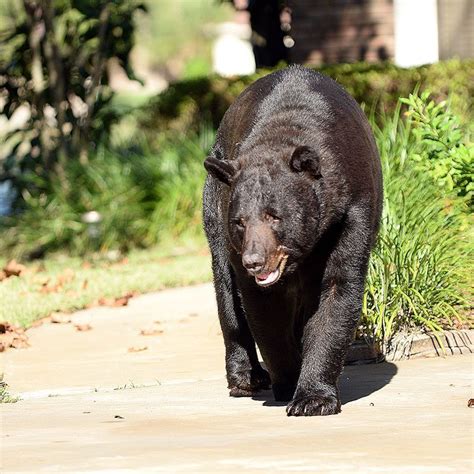 Florida Black Bear | Imagine Our Florida, Inc