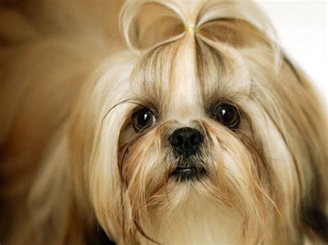 Shih Tzu Dog Wallpapers | Fun Animals Wiki, Videos, Pictures, Stories