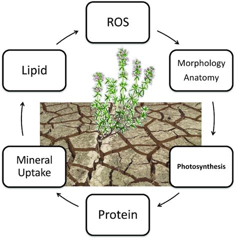 Effects of drought stress on plants. Reducing available water in the ...