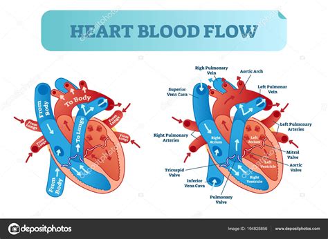 Heart blood flow circulation anatomical diagram with atrium and ...