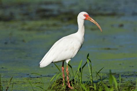 Three ibis species stroll Texas marshes