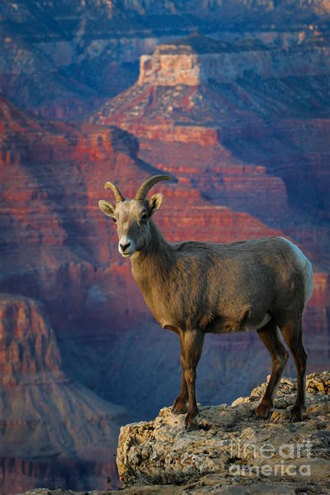 Desert BigHorn Sheep in Grand Canyon Photograph by Webb Canepa - Pixels