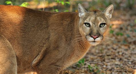 Environnementaliste Monarque Similarité puma animal usa autorité ...