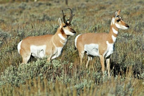 Pronghorn/Antelope (Antilocapra Americana) in Teton National Park A ...