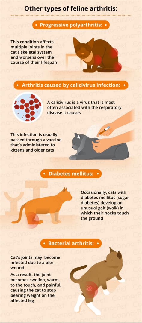 Arthritis in Cats & Natural Remedies | Canna-Pet