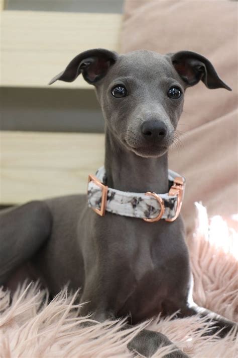 Italian greyhound puppy in marble collar | Italian greyhound puppies ...