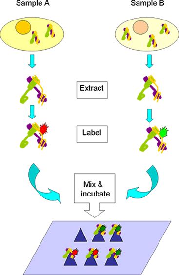 Protein Array Analysis - Department of Statistics - Purdue University