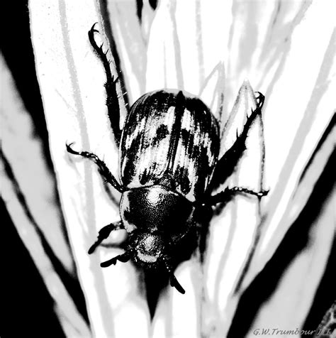 Black an White Beetle by natureguy on DeviantArt