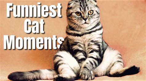 Funniest cat moments | video compilation 😺 cutest cat ever #cute #cats ...