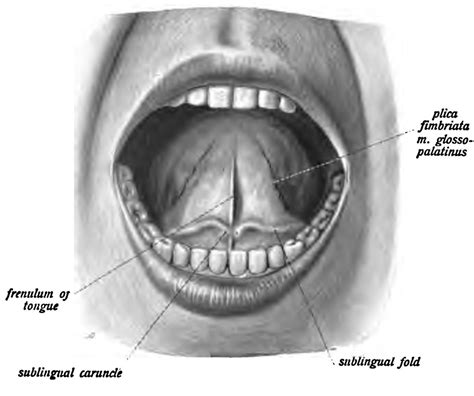 Sublingual papilla - Wikipedia