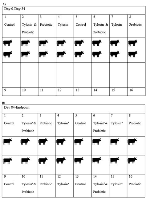 A) Pen layout for first 12 weeks. Each cartoon figure represents six ...