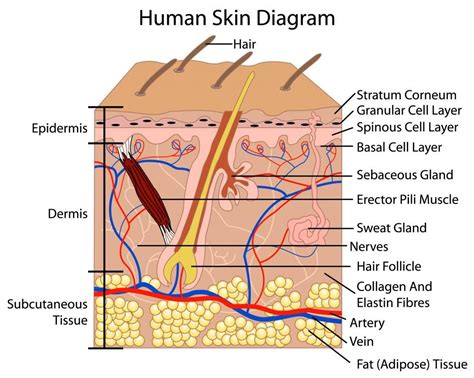 Human skin diagram | Anatomy and Physiology in 2018 | Pinterest | Skin ...