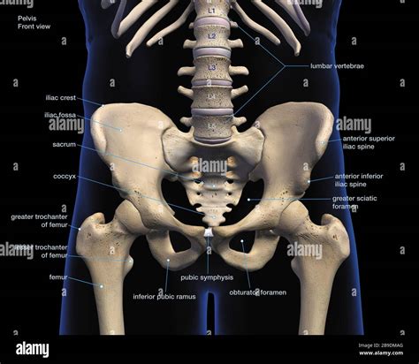 Labeled 3D medical illustration of male pelvis, hip, and leg bones, on ...