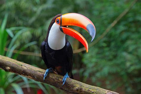 Why Are Toucans’ Beaks So Big? | Bird Spot