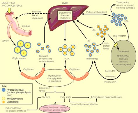 CH24 Lipid Metabolism | Biochemistry, Metabolism, Biochemistry notes