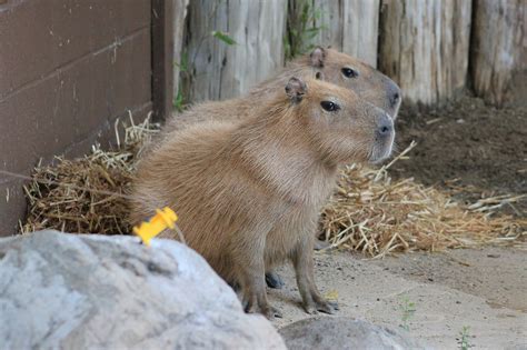 News and Report Daily 來 San Jose, California zoo welcomes capybara sisters