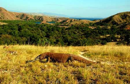 Animals Plants Rainforest: Komodo Dragon Habitat