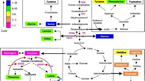 Amino acid synthesis