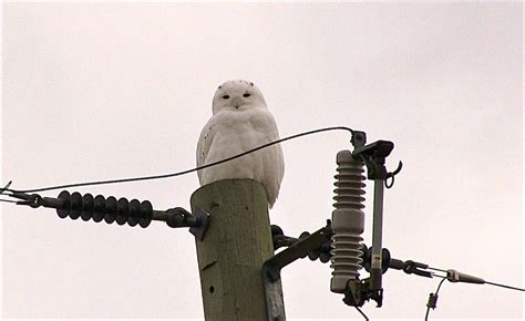 CBC.ca | The Homestretch | Snowy owl migration