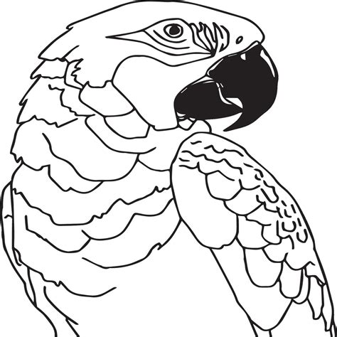 Bird outline images for coloring book 36288265 Vector Art at Vecteezy