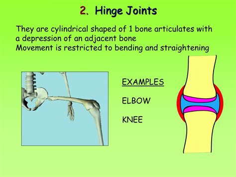 The Range Of Motion In Synovial Joints Pivot Ball And Socket