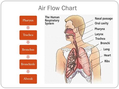 The Respiratory System: An Overview