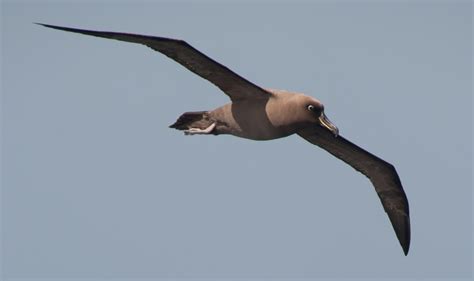 The Eight Albatrosses of Antarctica and the Sub-Antarctic